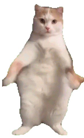 萌宠 猫咪 开心 呆萌 可爱
