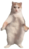 萌宠 猫咪 开心 呆萌 可爱