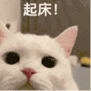 萌宠 猫咪 起床 呆萌 可爱