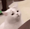 萌宠 猫咪 看你 呆萌 可爱