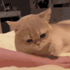 萌宠 猫咪 伤心 呆萌 可爱