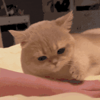 萌宠 猫咪 伤心 呆萌 可爱
