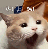 萌宠 猫咪 枣上蚝 呆萌 可爱