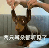 萌宠 狗狗 两只耳朵都听见了 呆萌 可爱