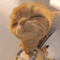 萌宠 猫咪 盯 呆萌 可爱