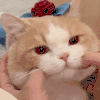 萌宠 猫咪 捏脸 呆萌 可爱