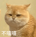萌宠 猫咪 不嘻嘻 呆萌 可爱