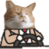 萌宠 猫咪 开车 呆萌 可爱