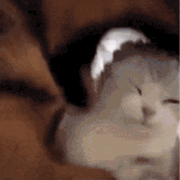 萌宠 狗狗 咬 呆萌 可爱