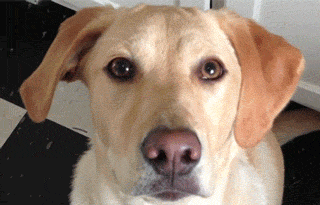 微信狗头对眼表情图片