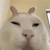 萌宠 猫咪 懵 呆萌 可爱
