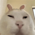 萌宠 猫咪 懵 呆萌 可爱