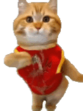 萌宠 猫咪 跳舞 呆萌 可爱