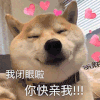 萌宠 狗狗 我闭眼啦你快亲我 呆萌 可爱