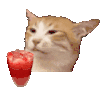 萌宠 猫咪 吃 呆萌 可爱
