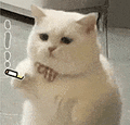 萌宠 猫咪 抽烟 呆萌 可爱