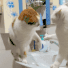 萌宠 猫咪 打 呆萌 可爱