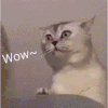 萌宠 猫咪 wow 呆萌 可爱