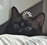 萌宠 猫咪 思考 呆萌 可爱