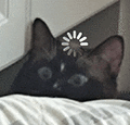 萌宠 猫咪 思考 呆萌 可爱