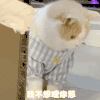 萌宠 猫咪 我不想理你 呆萌 可爱