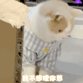 萌宠 猫咪 我不想理你 呆萌 可爱