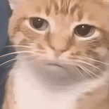 猫咪 可爱 搞怪 沙雕