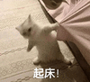 萌宠 猫咪 起床 呆萌 可爱