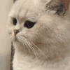 萌宠 猫咪 生气 呆萌 可爱