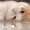 萌宠 猫咪 emo 呆萌 可爱