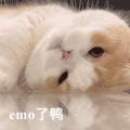 萌宠 猫咪 emo 呆萌 可爱