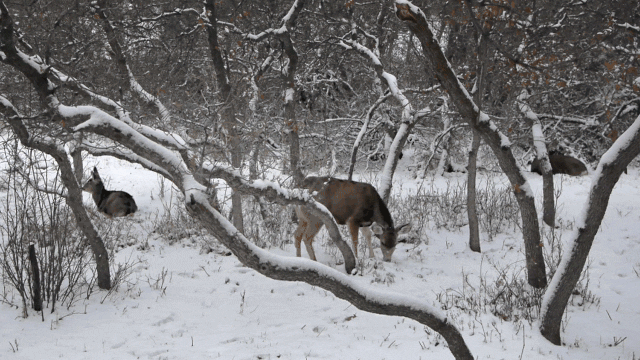 雪下雪冬天动物森林鹿gif动图