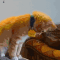 萌宠 猫咪 抱 呆萌 可爱