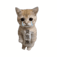 萌宠 猫咪 要抱抱 罚站 搞怪 可爱 逗