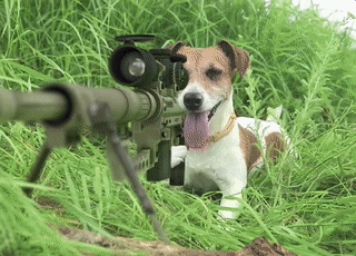 一只狗拿枪的表情包图片
