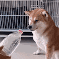 萌宠 狗狗 水 呆萌 可爱