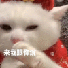 萌宠 猫咪 来我跟你讲 呆萌 可爱