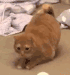 萌宠 猫咪 发抖 呆萌 可爱