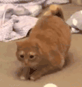 萌宠 猫咪 发抖 呆萌 可爱