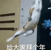 萌宠 猫咪 给大家拜个年 呆萌 可爱