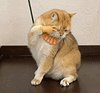 萌宠 猫咪 耶 呆萌 可爱