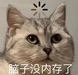 萌宠 猫咪 脑子没内存了 呆萌 可爱