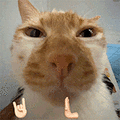 萌宠 猫咪 鼓掌 呆萌 可爱