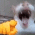 萌宠 猫咪 笑 呆萌 可爱