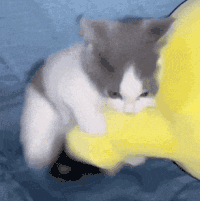萌宠 猫咪 伸腿 呆萌 可爱