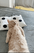 萌宠 猫咪 睡觉 呆萌 可爱