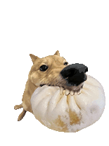 萌宠 狗狗 包子 呆萌 可爱