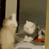 萌宠 猫咪 口吐芬芳 呆萌 可爱