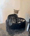 萌宠 猫咪 尾巴 呆萌 可爱