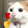 萌宠 猫咪 花 呆萌 可爱
